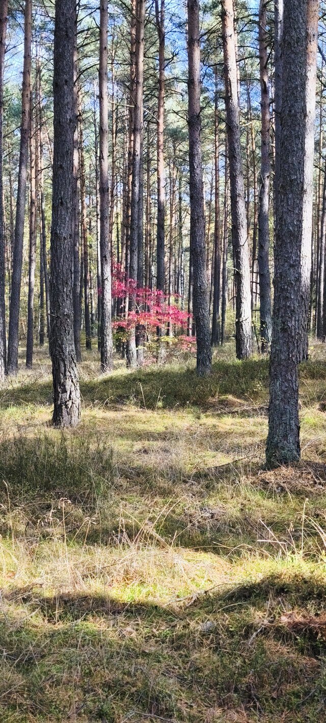 Amidamaru90