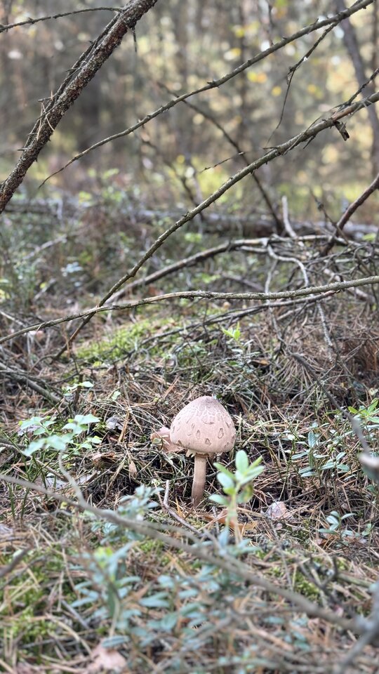 IMG_3621.jpeg - Karas1978