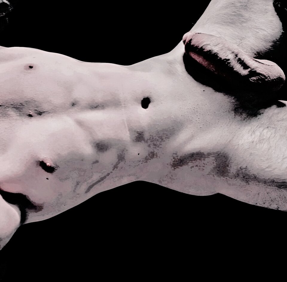 1000086479.jpg - Bull4you2