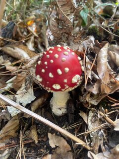 IMG_1042.jpeg