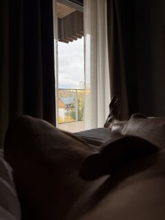 IMG_7017.jpeg